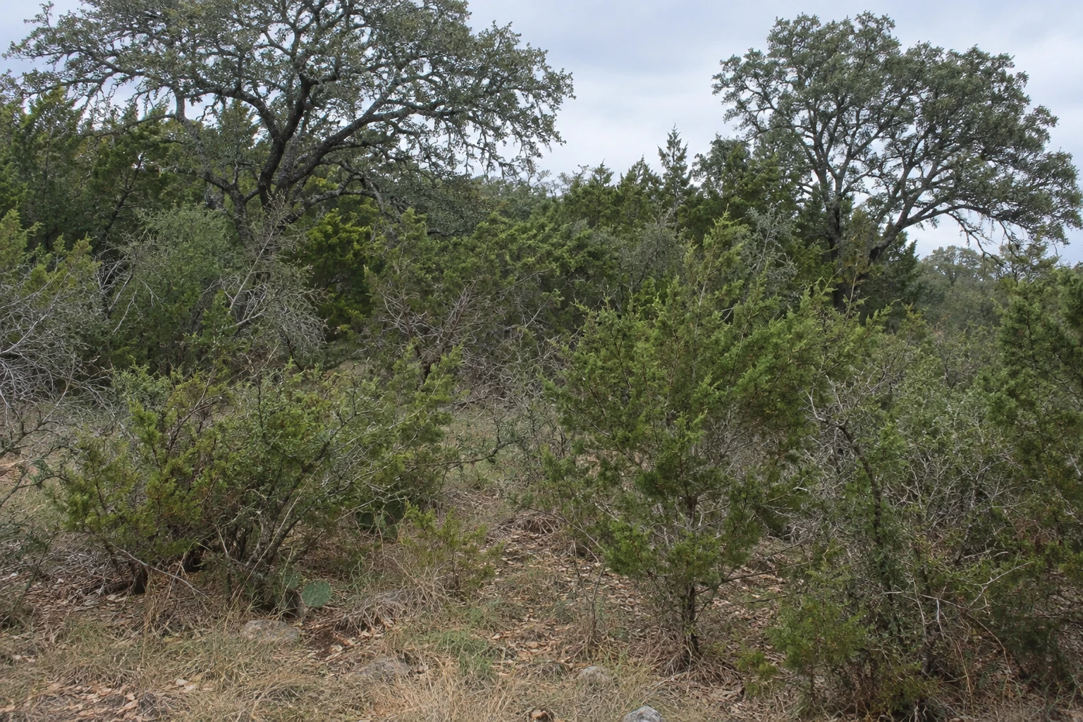 Dense juniper and brush beneath a mature live oak