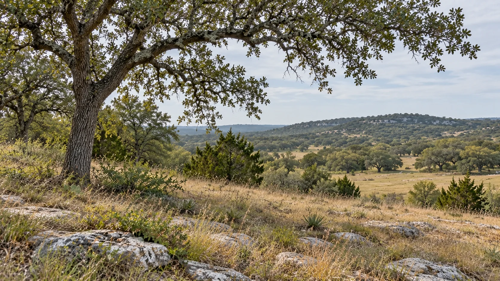 A mature live oak above native grass and limestone with an open rural valley beyond