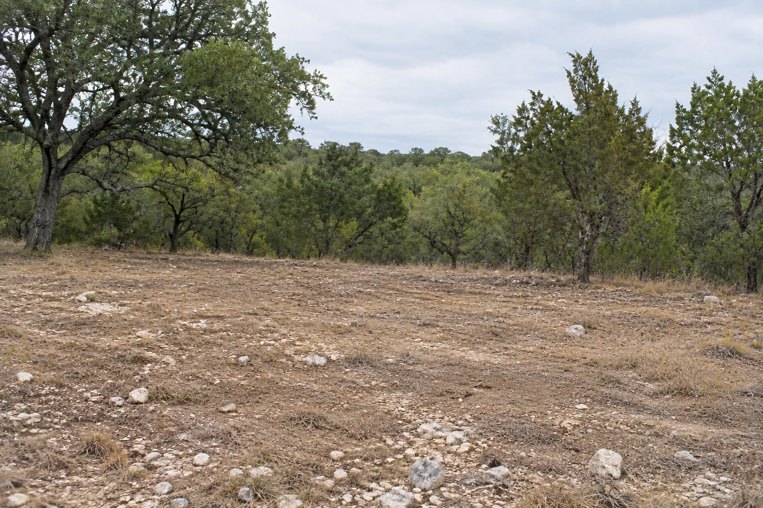 Selected brush removed to open the ground around the same live oak