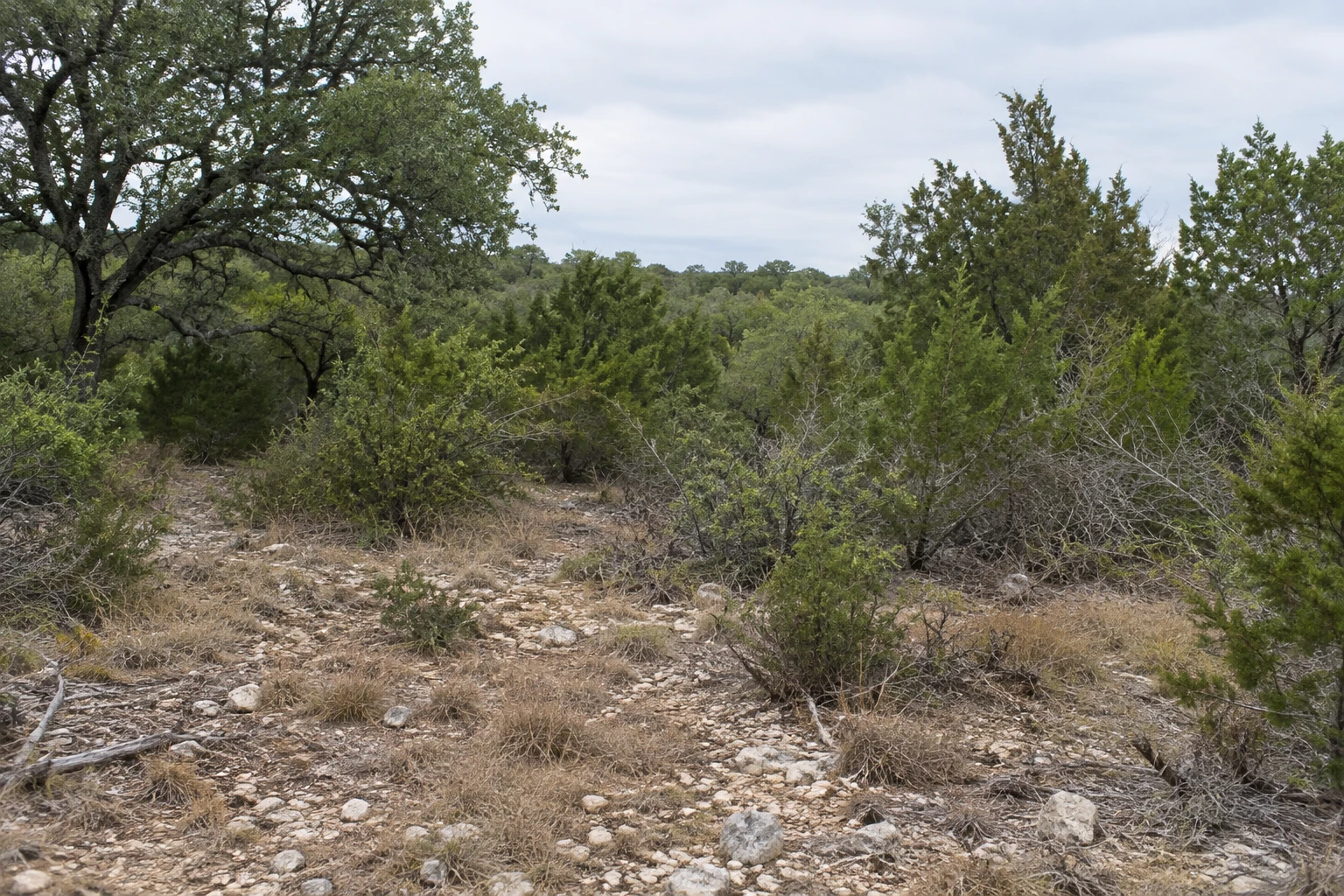 Small trees and dense brush surrounding a mature live oak